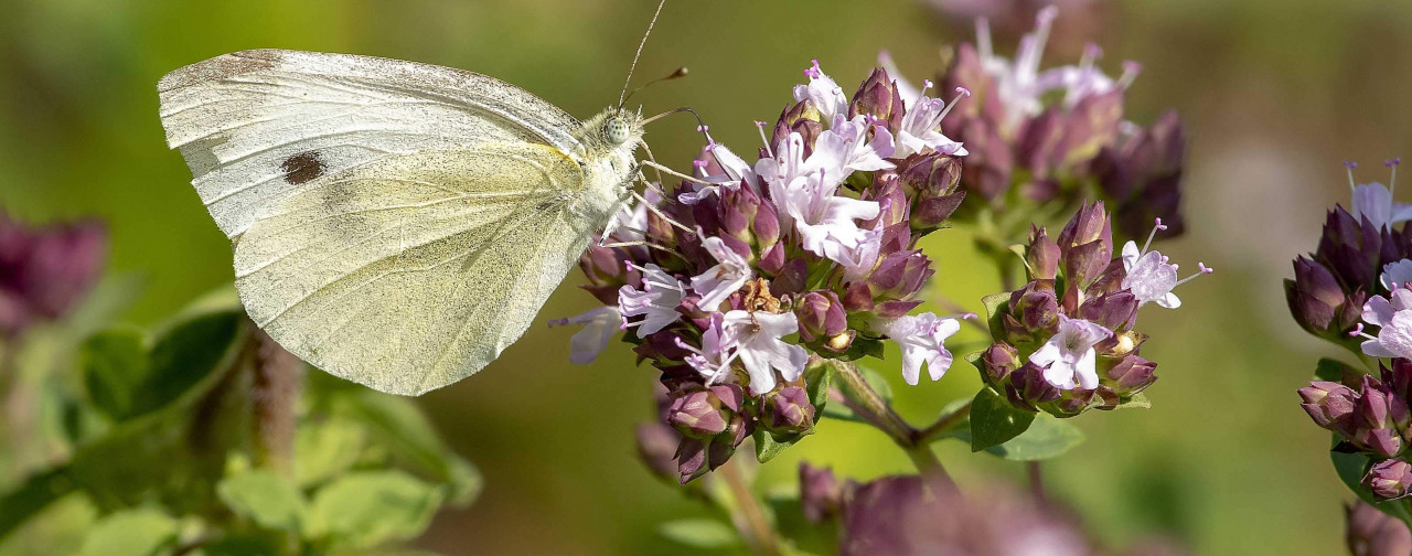 agrispesa immagine home